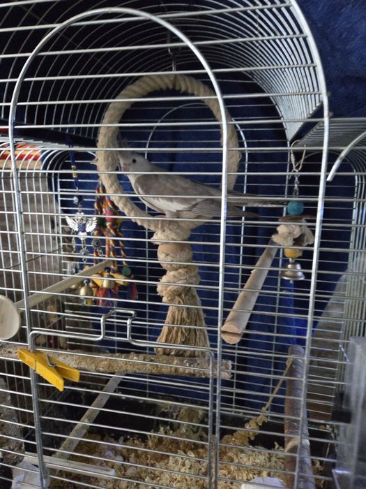 Klatka dla ptaków nowa.