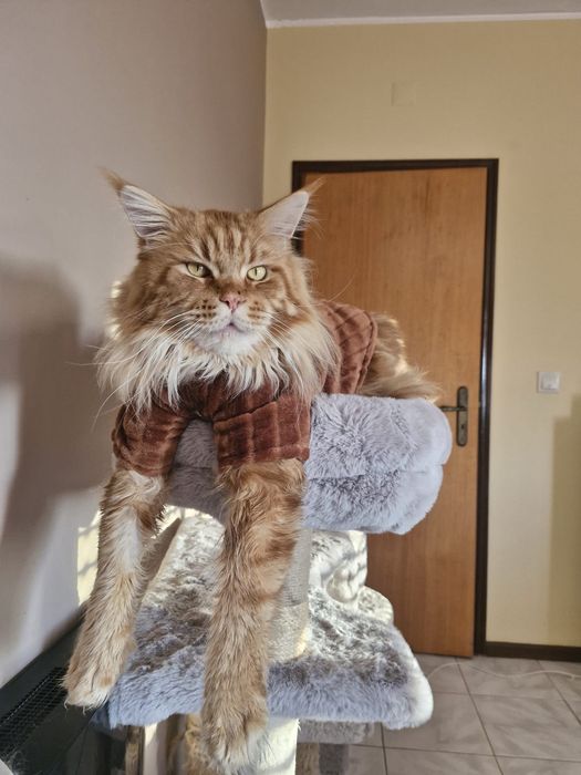 Femia    MAINE COON  com  LOP (negociavel)