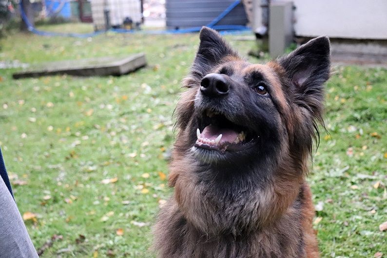 Doris - młoda mądra sunia w typie owczarka do adopcji