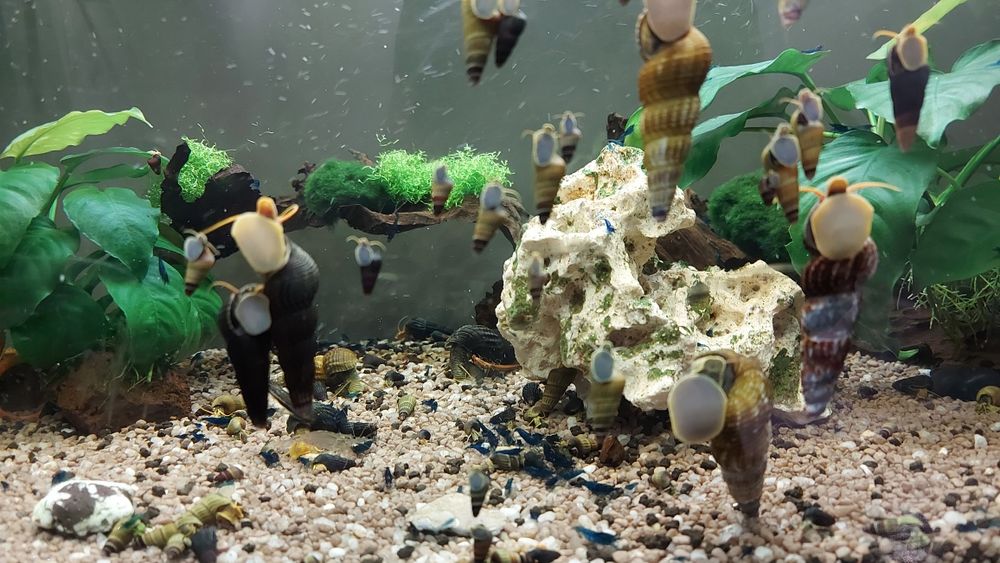 Sprzedam slimaki tylomenia krewetki blue velvet