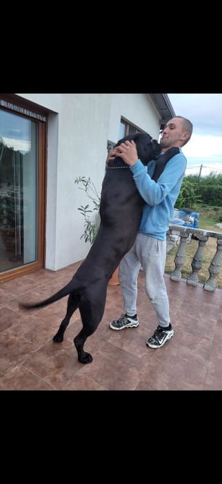 Miot Cane Corso Italiano Szczeniak Sunia Suczka
