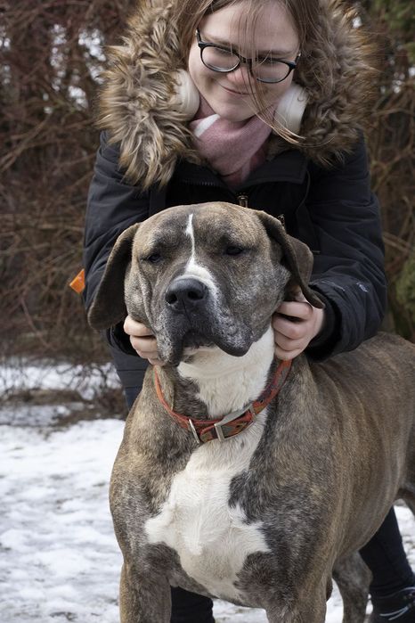 Suczka około 3 lata