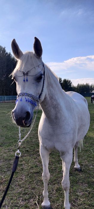 Piękna klacz czystej krwi arabskiej