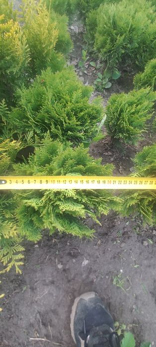 Туя даніка кулеподібна