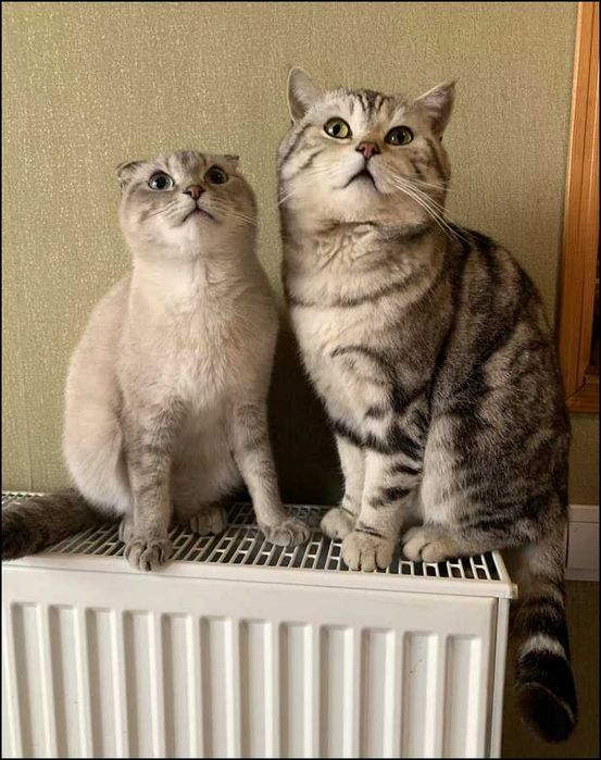 Гарненька висловуха дівчинка, м. Косів