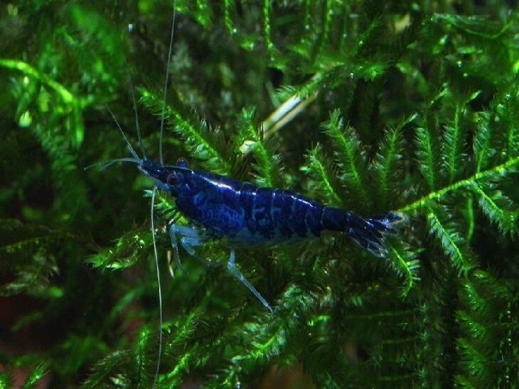 Креветки неокардины