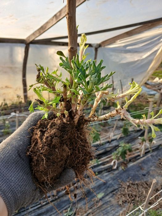 Маточники одноголової  хризантеми