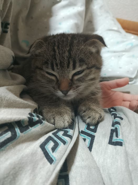 Кішечка шотландка веслоуха