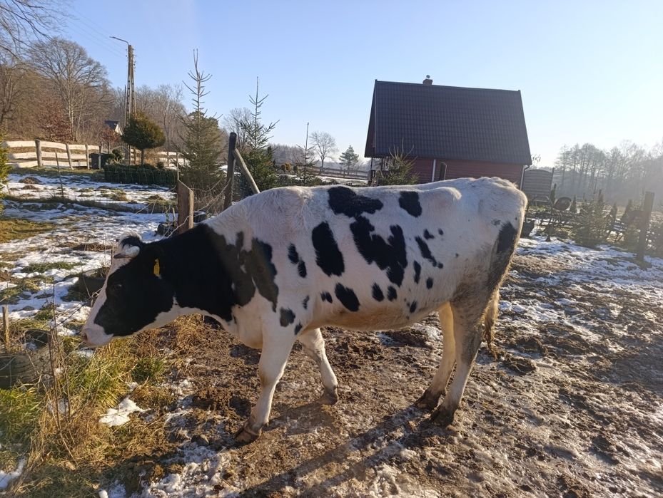 Jałówka cielna na sprzedaż