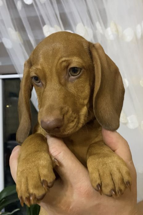 Чистокровна руда такса, чорно підпала