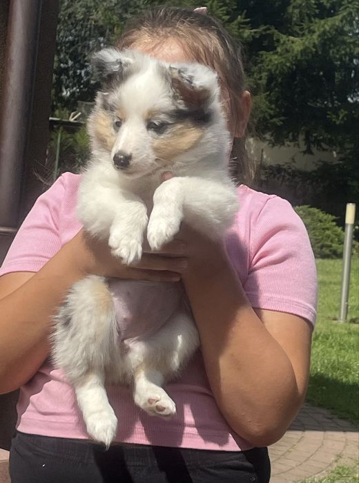 Owczarek szetlandzki- sheltie