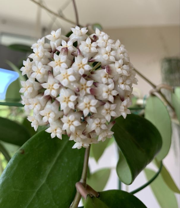 Hoya parasitica 004  cięta