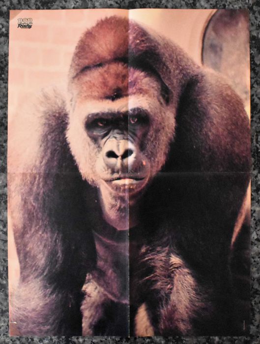 Poster Vitange - Muppet Movie - Gonzo / Foto da autoria de Peter Mazel