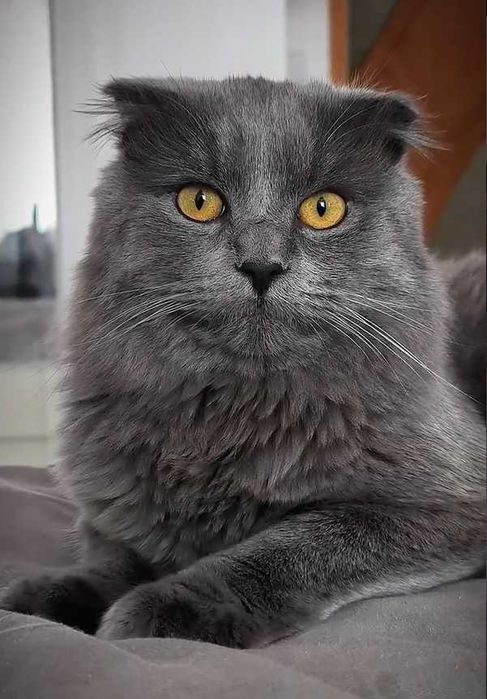 Шукаємо кицю на злучку