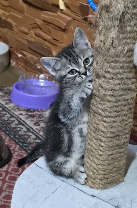 Котики муркотики