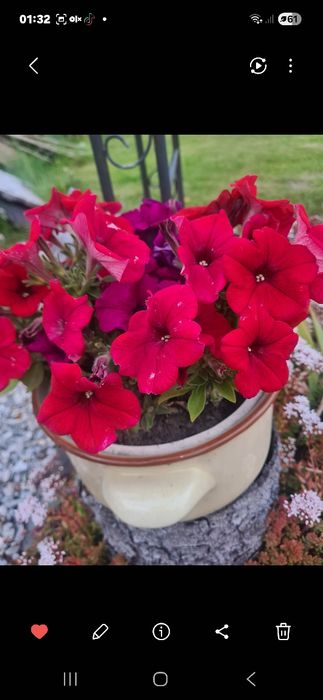 Surfinia Petunia supertunia tanie sadzonki w doniczce na balkon taras