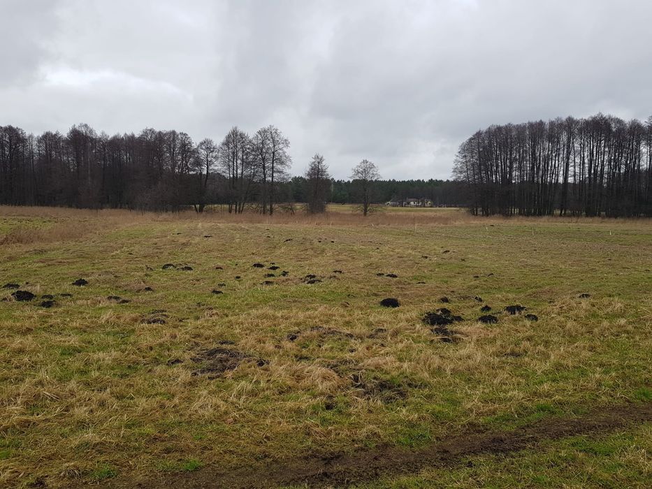 Piękna dzialka 2,9 ha nad rzeką Piławką w otoczeniu lasu