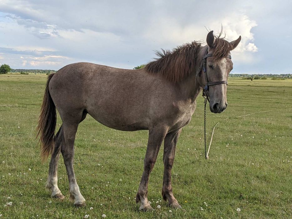 Продам Лоша 1 рік