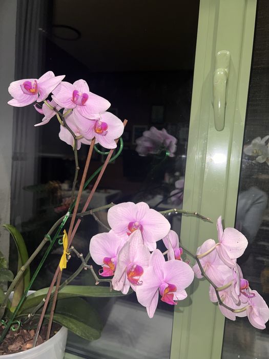 Рожево-фіолетова орхідея — розкіш і затишок у домі