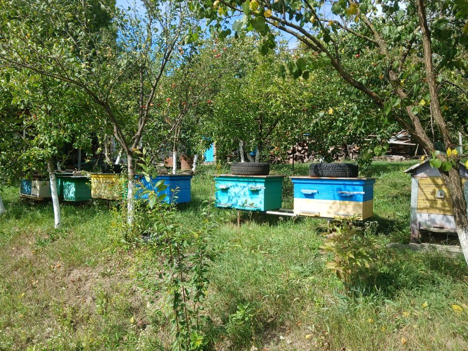 Продам Вулики з бджолами