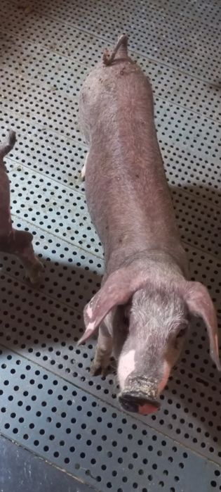 2 Porcas cruzadas Large White/ Bisaro