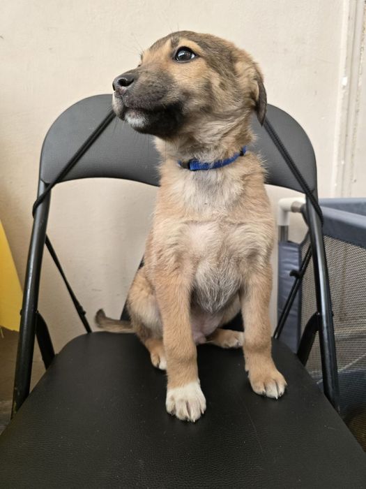 Ручне цуценя хлопчик шукає родину