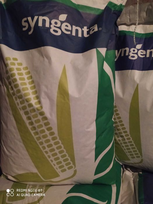 Nasiona kukurydza Syngenta AMFORA Fregat