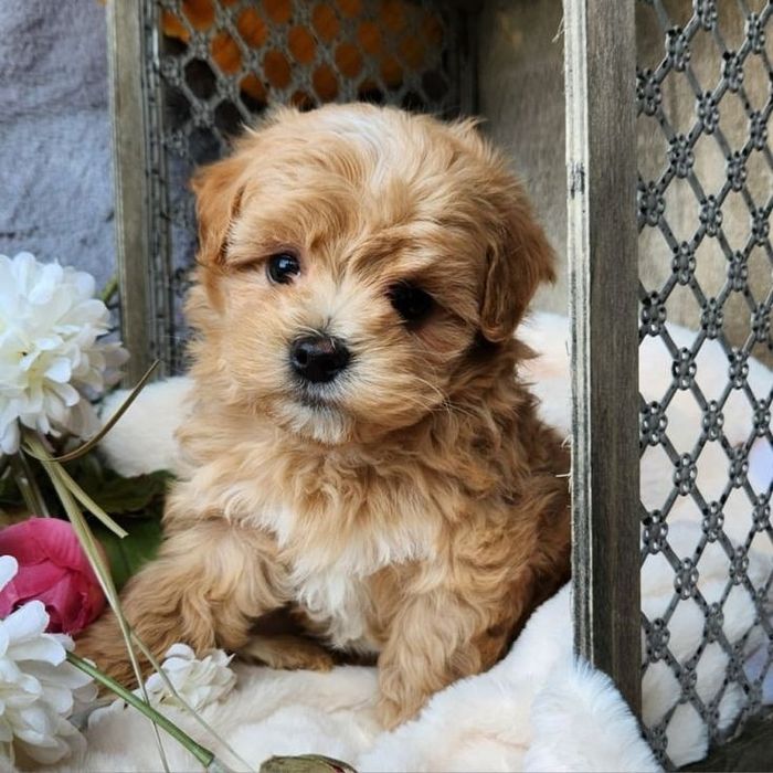 Цуцики Мальтипу готові до нового дому