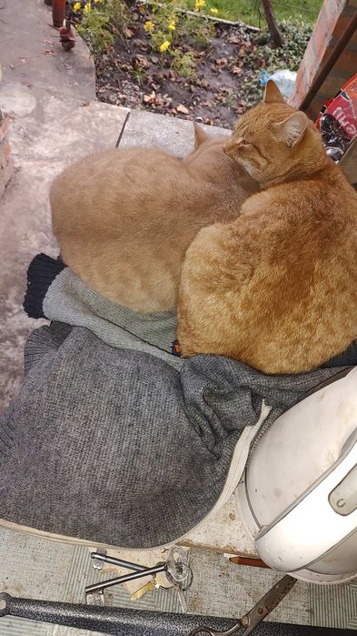 Взрослые рыжие котята котики в добрые руки