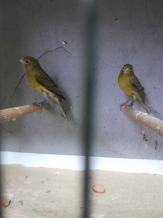 Witam Sprzedam kanarki