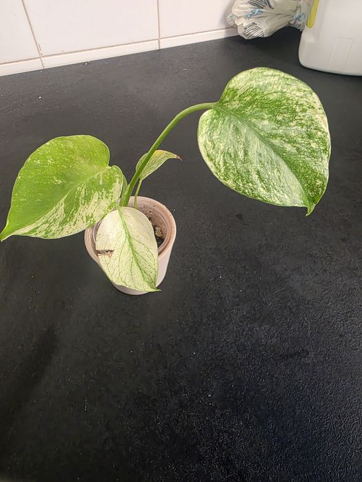 Monstera Mint variegata