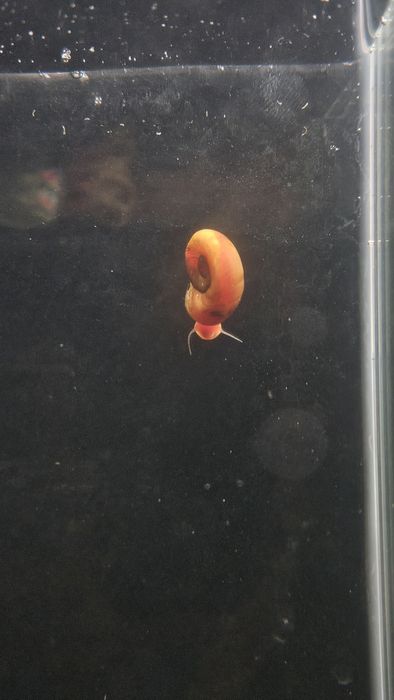 Caracois Planorbis Corneus (Laranja)