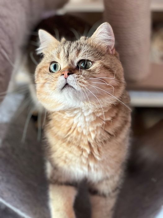 British shorthair