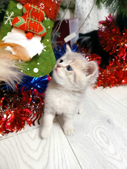 Котик золота шиншила, колір блакитне золото