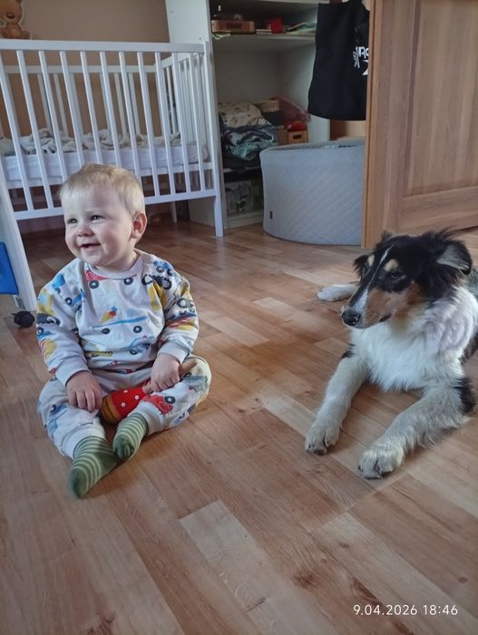 Owczarek szkocki collie