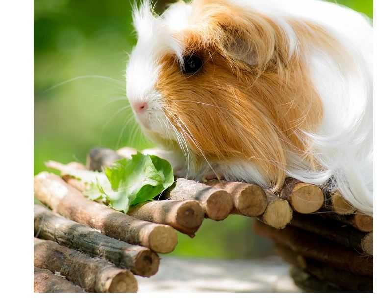 - 50% taniej* nowy domek 50zł