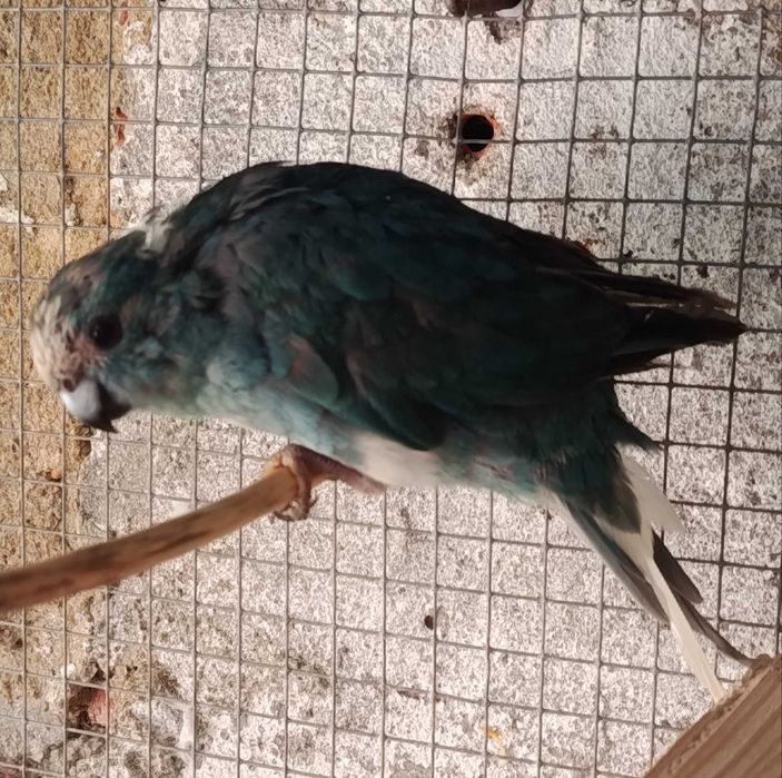 Agapornis Roseicoles e Kakarikis