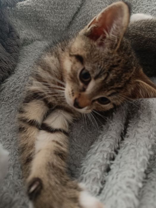 kotek do adopcji