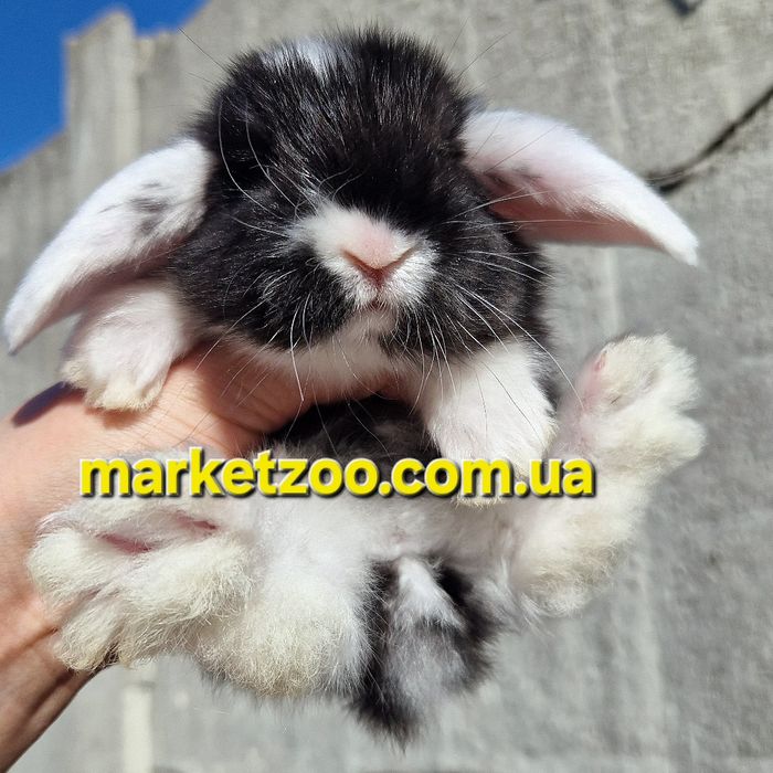 Карликовий кролик, що підкорює серця — Mini Lop