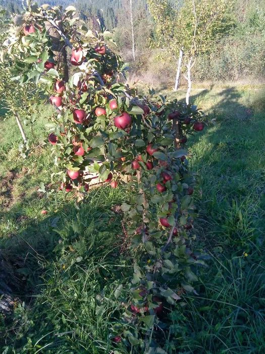 Продається господарство