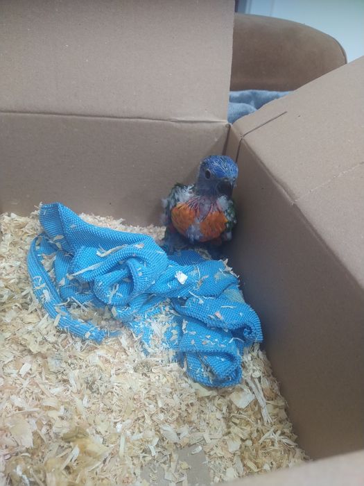 Lori Molucano para acabar criar á mão