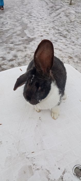 Króliki  Belgi Młode