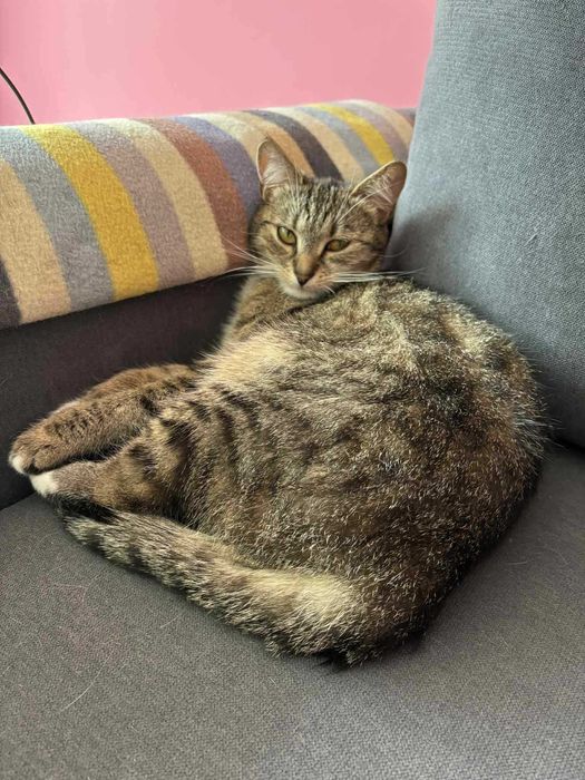 Kaja Okrzejanka - kotka wyrzucona na ulicę jak smieć