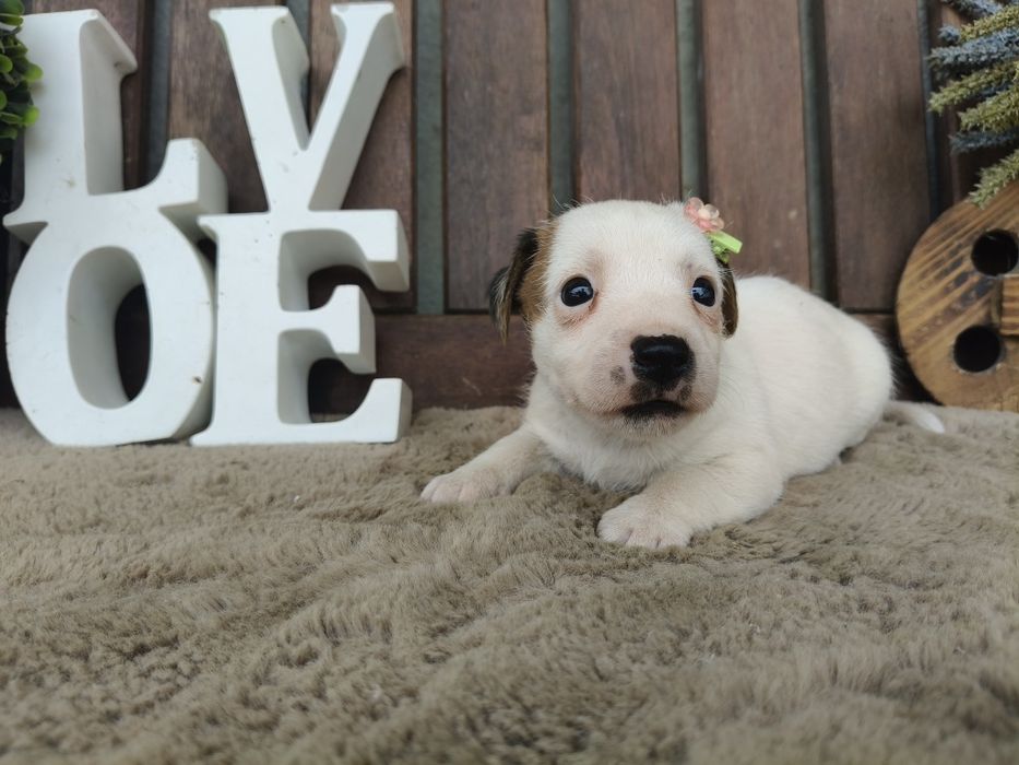 Jack Russel Terrier fêmea