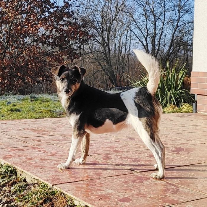 Spokojna sunia Wanda szuka domu