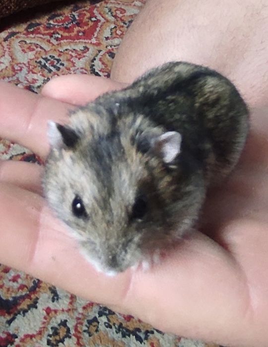 Продам хом'яка джунгарика