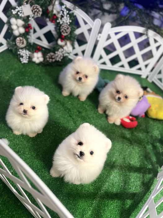 Неймовірні малюки померанці