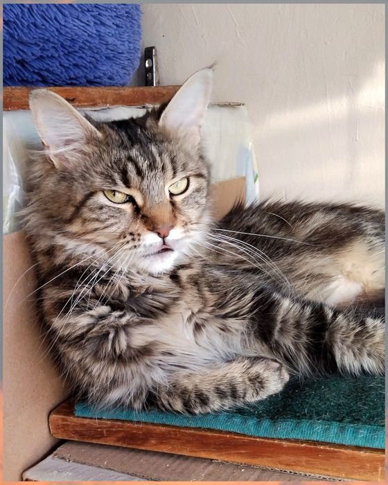 Кішечка,кішка,дівчинка,метис мейн куна,стерилізована,ніжна,ласкава