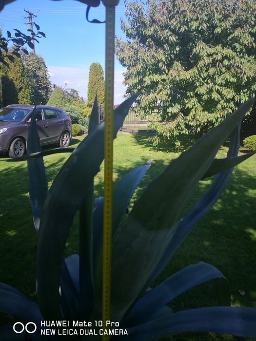 Agawa w plastikowej donicy 1,5m