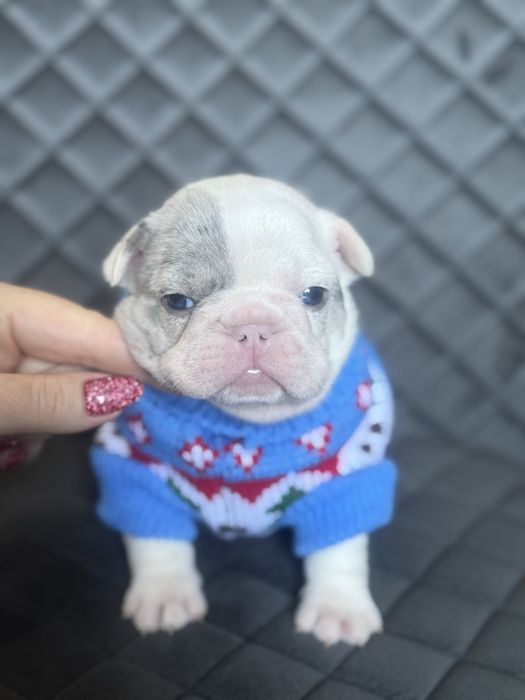 Чудесні французькі бульдожки